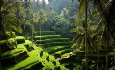 bali-farming