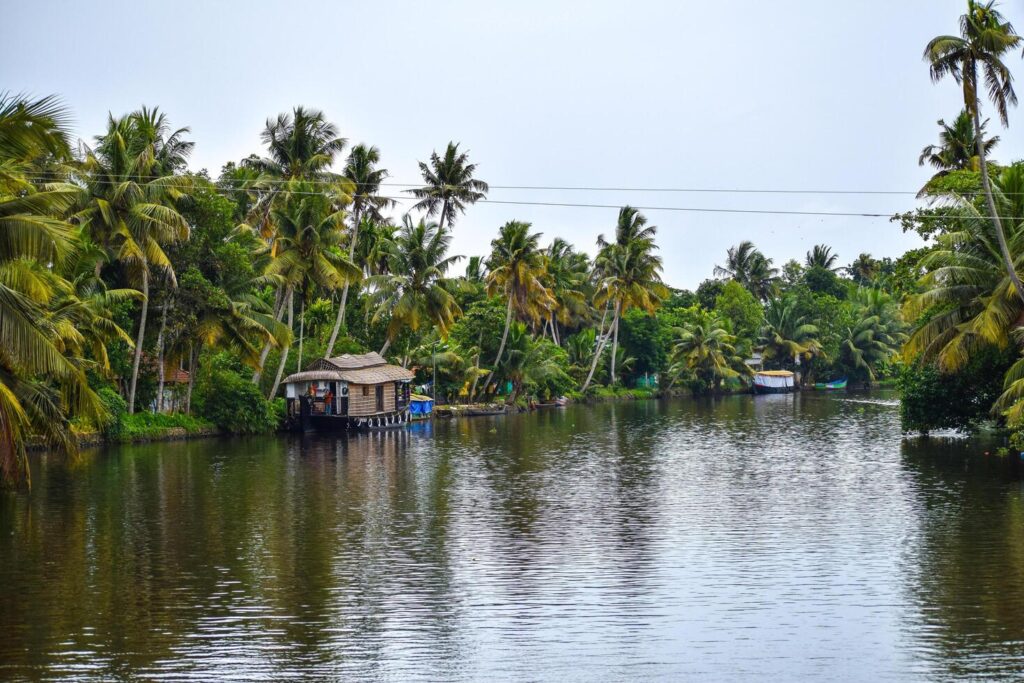 kerala-coconut-tree