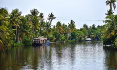 kerala-coconut-tree