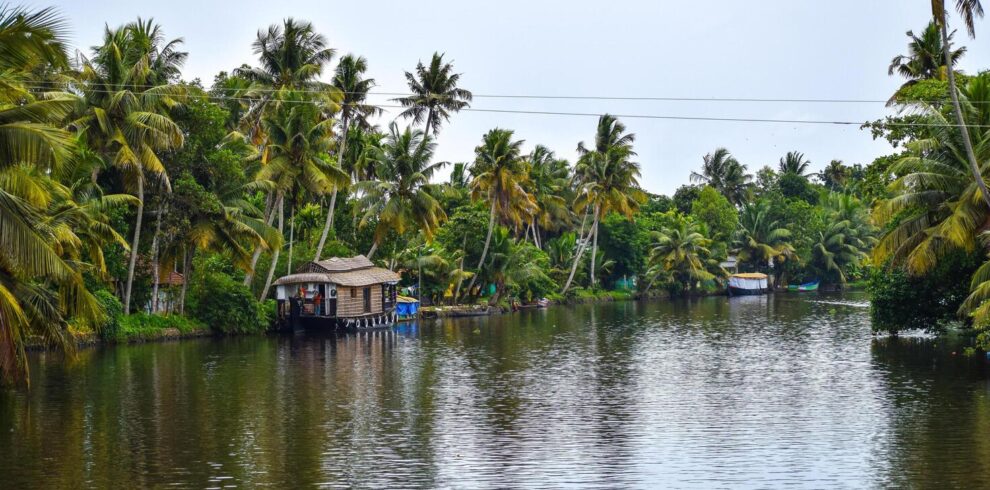 kerala-coconut-tree