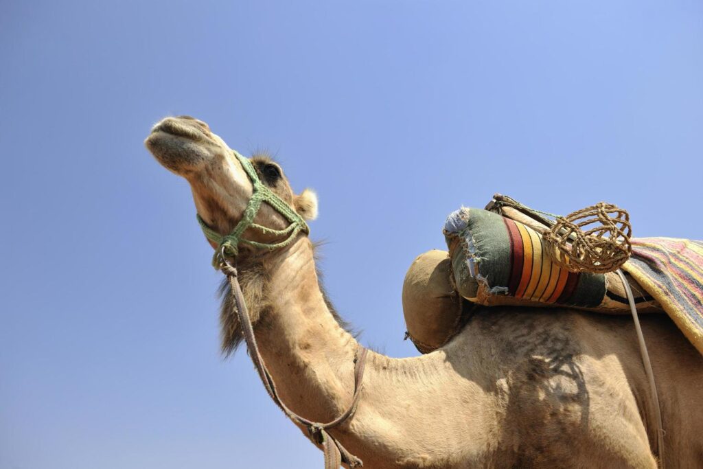 rajasthan-camel-ride