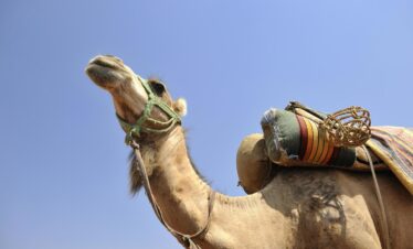 rajasthan-camel-ride