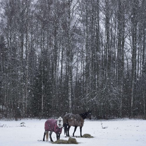 kashmir trip aniket holidays (5)